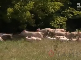 Сотня одичавших свиней терроризирует село в Полтавской области