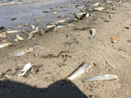 Массовый мор рыбы в Южном Буге в Николаеве: установлена причина