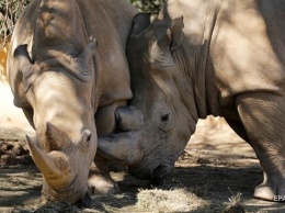 Ученые из Кении сохранили яйцеклетки вымирающего белого носорога