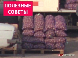 Актуальные советы: Уляна Супрун посоветовала кушать холодную картошку в кожуре, а копать ее, драгоценную, стоя на коленях