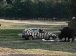 В Германии носорог атаковал автомобиль (видео)