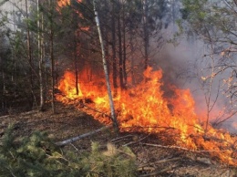 В Турции вспыхнули три лесных пожара