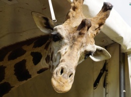Его зовут Нуру. В Николаевский зоопарк приехал долгожданный жираф (ФОТО)