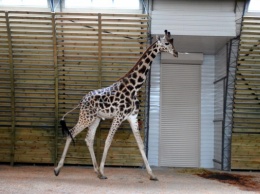 Жираф, которого привезли в Николаевский зоопарк, тяжело перенес поездку по украинским дорогам (фото)