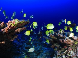 Ученые предрекли плохое будущее у огромного кораллового рифа: видео