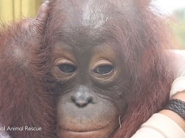 В Индонезии спасли маленького орангутана, которого в одной из деревень держали на привязи в качестве домашнего животного (ВИДЕО)