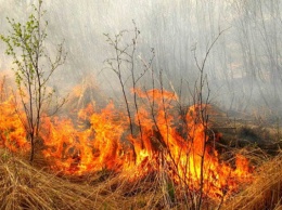 Вчера пожары в экосистемах Запорожской области тушили полторы сотни спасателей