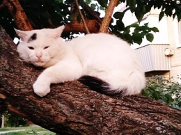Подарите любовь и тепло: в Никополе рыжие котята ищут дом
