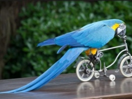 Попугай-велосипедист покорил Сеть