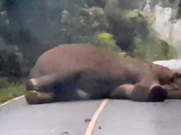 Водитель не смог вовремя попасть на работу из-за спящего слона посреди дороги (ВИДЕО)