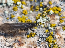 Энтомологи СПбГУ нашли новые виды «носов» у древних родственников бабочек