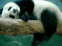 В Берлинском зоопарке родились панды-близнецы