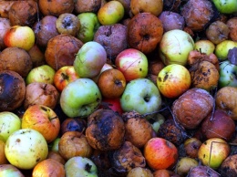 Миллиарды мух и ужасная вонь: на Днепропетровщине «пакостит яблочный завод»