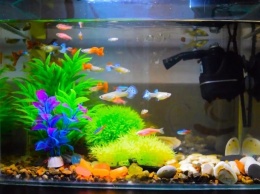 В Запорожье посетители зоомагазина убили аквариумных рыбок: закормили насмерть