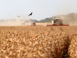 Рекордный урожай в России начал гнить