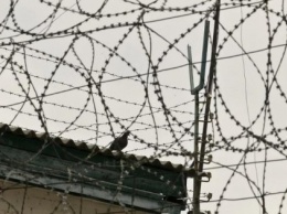 Идут в Киев: из Львовской колонии сбежали опасные заключенные (ФОТО)