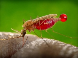 Почему одних постоянно кусают комары, а других - нет