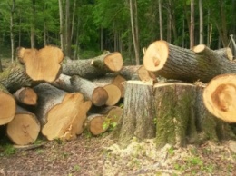 В Харьковской области под носом у лесника вырубили 405 ценных деревьев