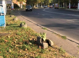 Будут ли "безбашенные летчики" в Одессе отвечать за разбитые клумбы, узнаем в суде