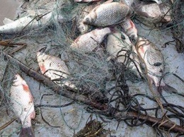 На Каховском водохранилище браконьеры убивали рыбу электроудочкой