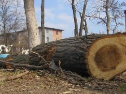 Суд в Днепре оправдал двух чиновников в деле о взятке за вырубку деревьев