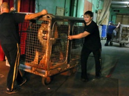 На Полтавщине могут запретить цирки-шапито с животными