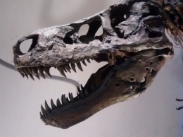 Ученых потрясла находка в черепе тираннозавра