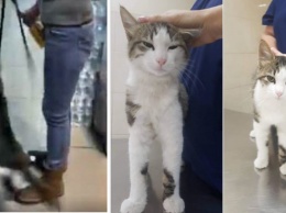 Одесские зоозащитники забрали кота, над которым издевались в супермаркете, и нашли ему новых хозяев