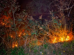 В Днепре на Петрозаводской горела трава возле частного сектора