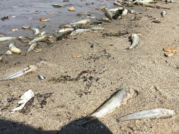 В реке Южный Буг массовая гибель рыбы произошла из-за слива канализации