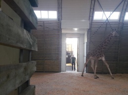 В Николаевский зоопарк приехал второй жираф - Логан (ФОТО)