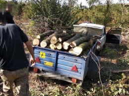 Жителя Одесской области ждет штраф за незаконную вырубку леса (фото)