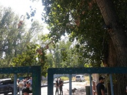 В Одессе незаконно пилят деревья: уже упало более 30 штук, - ФОТО, ВИДЕО