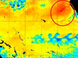Тепловая аномалия в Тихом океане может погубить местную фауну