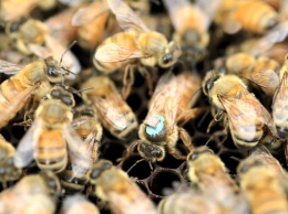 Сперма трутней способна ослепить пчеломатку
