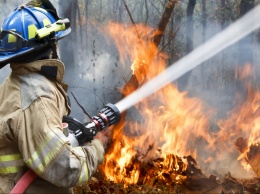 Неконтролируемый пожар поглотил лес на Тернопольщине: видео испепеляющего ЧП