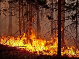 В Крыму спасатели более 16 часов тушили пожар в лесу