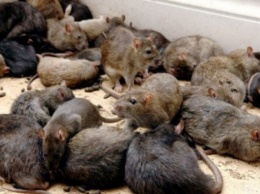 В Днепре активизировались крысы