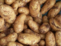 Четверо жителей Челябинской области погибли из-за гнилого картофеля