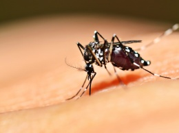 Генетики сообщили о неудаче в борьбе с малярией с помощью ГМ-комаров
