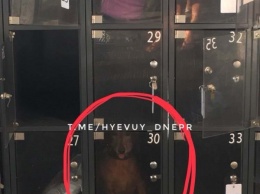 В Днепре собаку заперли в супермаркетовской камере хранения (ФОТО)