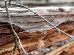 Композит паутины и древесины заменит синтетический пластик