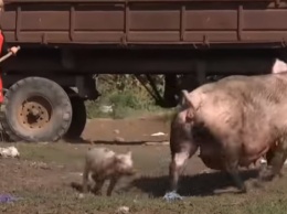 Свиньи держат в страхе село на Полтавщине: жители наняли ловцов животных