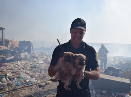 На николаевской свалке спасатели спасли щенков