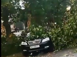 "Царствие небесное машине!" В Мариуполе на авто упало дерево, - ВИДЕО