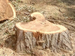В Покровске продолжают срез/спил деревьев, под «нож» попало 81 дерево