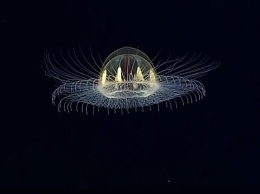Ученые обнаружили «подводный НЛО»: видео