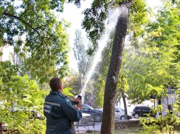 Спасатели зеленых насаждений. Деревья от червеца в Бердянске будут мыть из пожарных машин