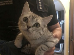В Днепре пятеро спасателей доставали кота из вентиляционной трубы