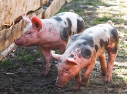Россия сообщает о вспышке африканской чумы свиней у границы с Китаем